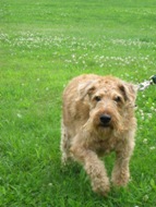 Murphy